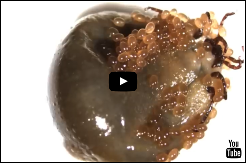 HowDoTicksGetLymeVideo