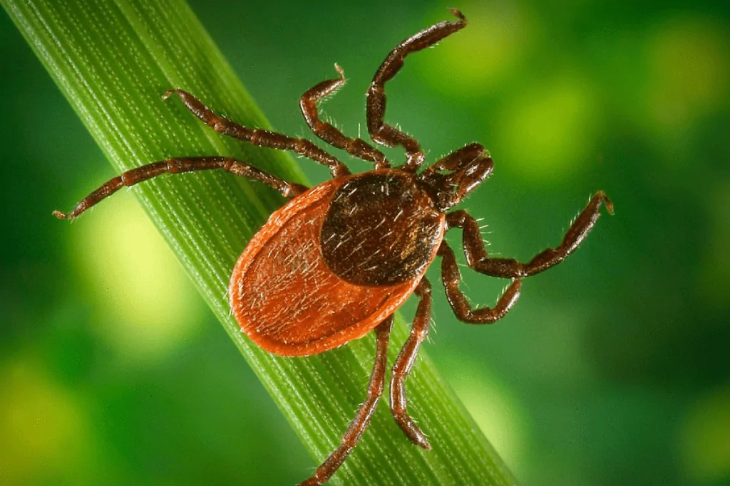 deer-tick Deer Tick