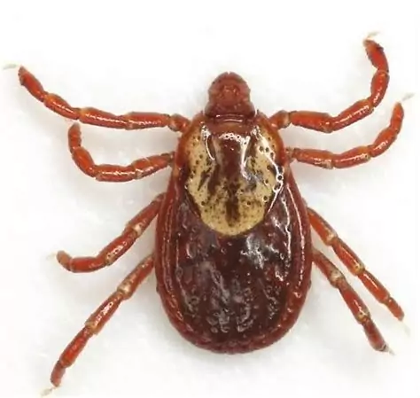 8DEF2BAC-7B22-4C7D-B287-CCB1B90F392C American Dog Tick